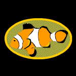 clown fish