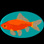 goldfish