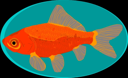 goldfish